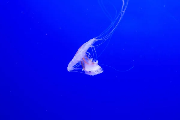 Quallen Schwimmen Aquarium Schöne Quallen Quallen Neonlicht Unterwasserleben Meer Der — Stockfoto