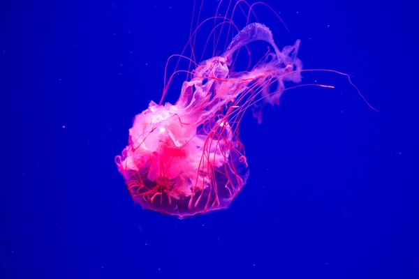 Медузы Плавают Аквариуме Красивая Медуза Медуза Неоновом Свете Подводная Жизнь — стоковое фото