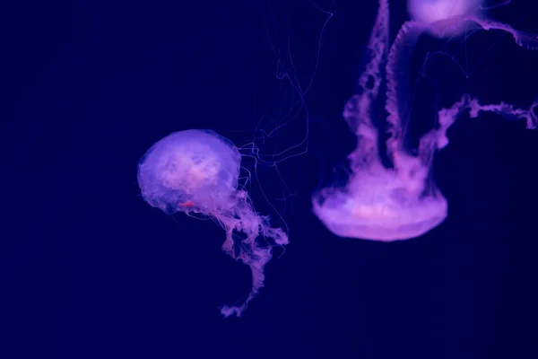 多彩的水母在水下水母在水里活动 — 图库照片