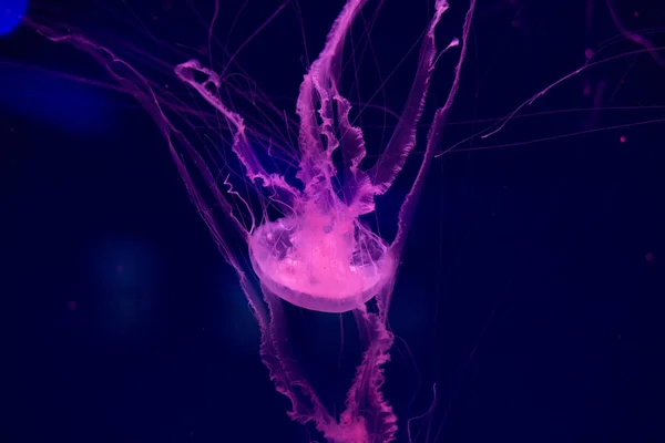 Meduse Colorate Sott Acqua Meduse Movimento Acqua — Foto Stock