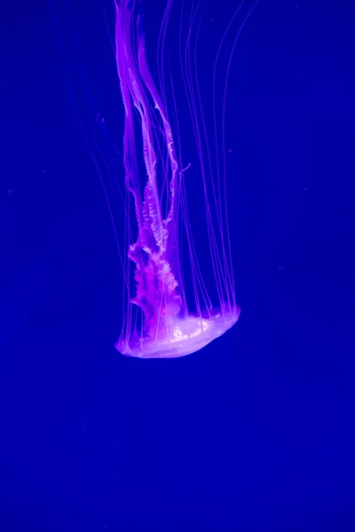 Medusas Coloridas Debaixo Água Medusas Movimento Água — Fotografia de Stock