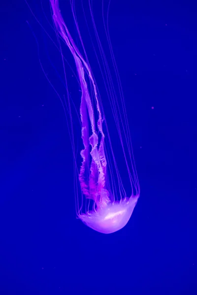 Красочные Медузы Водой Медузы Движутся Воде — стоковое фото