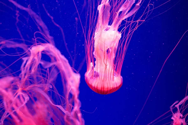 Kolorowe Meduzy Pod Wodą Meduzy Poruszające Się Wodzie — Zdjęcie stockowe
