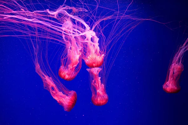 Meduse Colorate Sott Acqua Meduse Movimento Acqua — Foto Stock