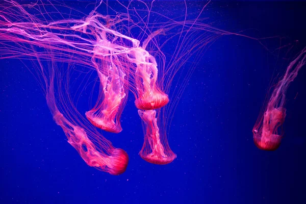 Suyun Altında Renkli Denizanası Denizanası Suda Hareket Ediyor — Stok fotoğraf
