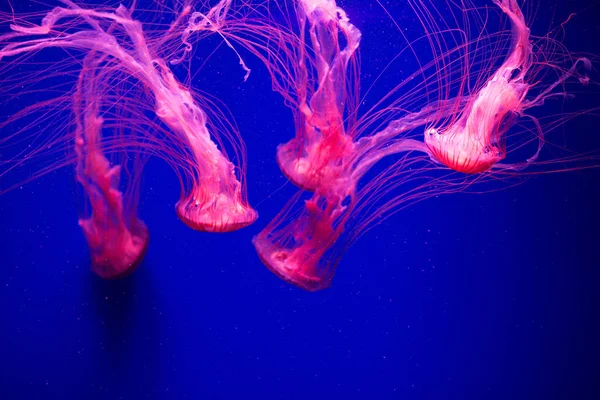 바다에 피시입니다 속에서 이동하는 해파리 — 스톡 사진