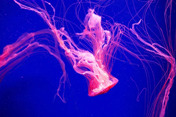 Colorful Jellyfish Underwater Jellyfish Moving Water — Stock Photo, Image