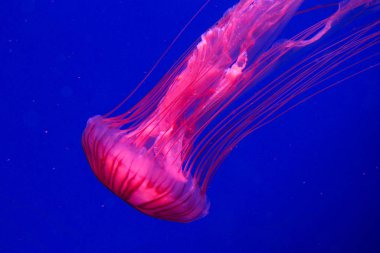 Suyun altında renkli denizanası. Denizanası suda hareket ediyor..