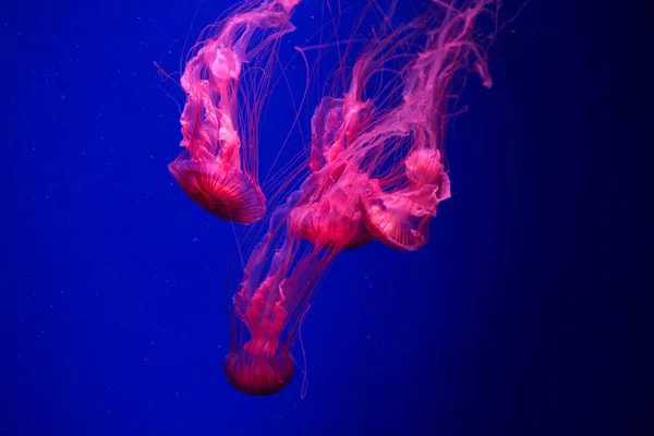 Suyun Altında Renkli Denizanası Denizanası Suda Hareket Ediyor — Stok fotoğraf