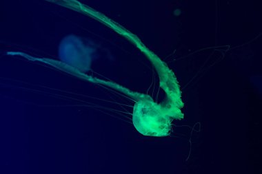 Suyun altında renkli denizanası. Denizanası suda hareket ediyor..