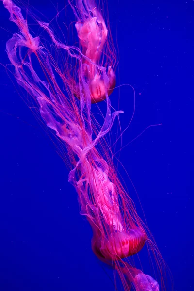 Des Méduses Colorées Sous Eau Méduses Déplaçant Dans Eau — Photo