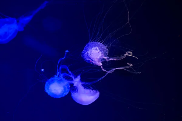 Medusas Coloridas Debaixo Água Medusas Movimento Água — Fotografia de Stock
