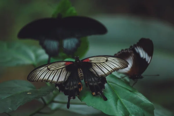 Uma Bela Borboleta Senta Uma Flor — Fotografia de Stock