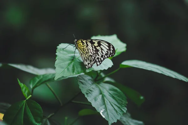 美丽的蝴蝶栖息在花朵上 — 图库照片