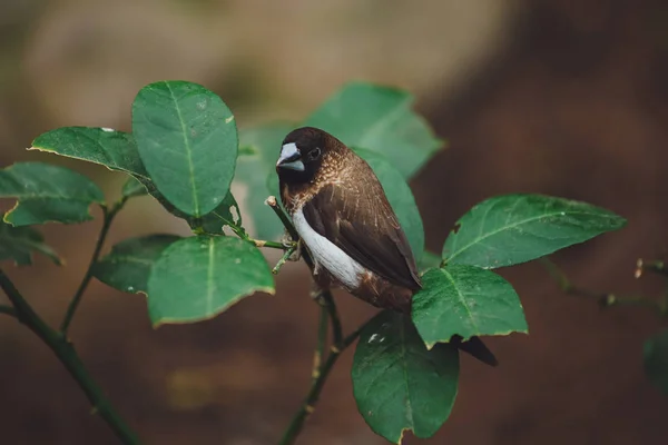 Magnifique Oiseau Assis Sur Une Branche Arbre — Photo