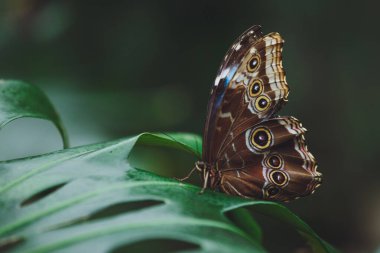 Güzel bir kelebek bir çiçeğin üzerinde oturur