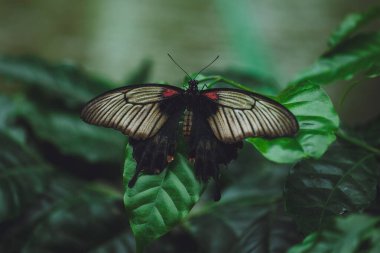 Güzel bir kelebek bir çiçeğin üzerinde oturur