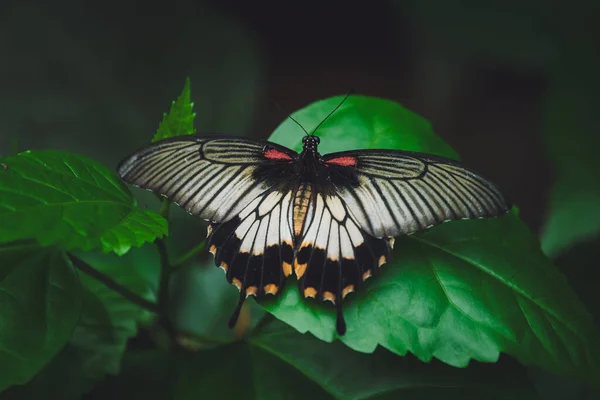 Μια Όμορφη Πεταλούδα Κάθεται Ένα Λουλούδι — Φωτογραφία Αρχείου