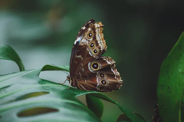 Uma Bela Borboleta Senta Uma Flor — Fotografia de Stock