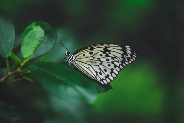 Uma Bela Borboleta Senta Uma Flor — Fotografia de Stock