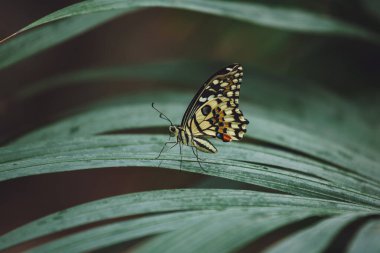Güzel bir kelebek bir çiçeğin üzerinde oturur