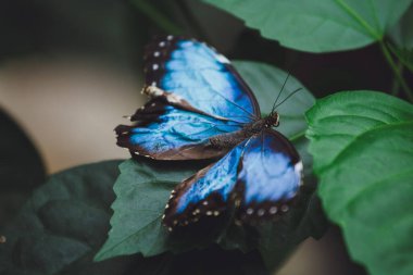 Güzel bir kelebek bir çiçeğin üzerinde oturur