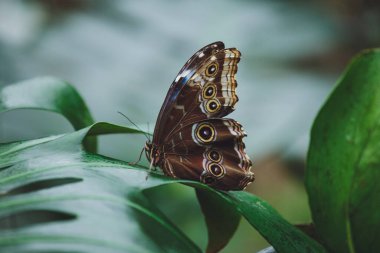 Güzel bir kelebek bir çiçeğin üzerinde oturur