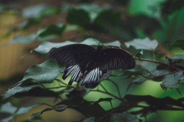 Güzel bir kelebek bir çiçeğin üzerinde oturur