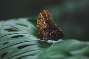 Güzel bir kelebek bir çiçeğin üzerinde oturur