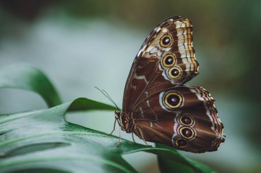 Güzel bir kelebek bir çiçeğin üzerinde oturur