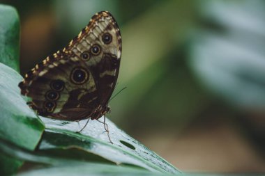 Güzel bir kelebek bir çiçeğin üzerinde oturur