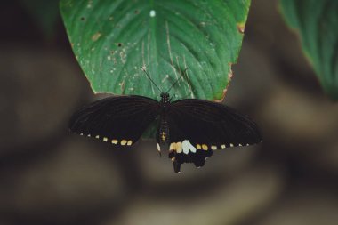 Güzel bir kelebek bir çiçeğin üzerinde oturur