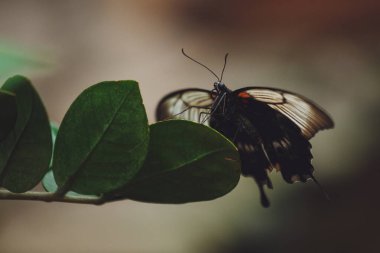 Güzel bir kelebek bir çiçeğin üzerinde oturur