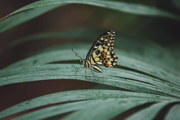 Uma Bela Borboleta Senta Uma Flor — Fotografia de Stock