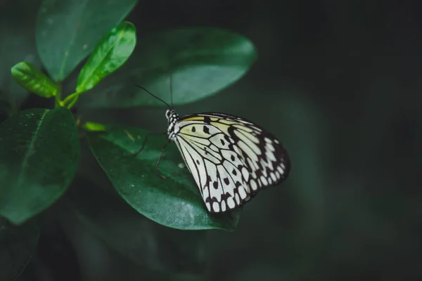 Een Prachtige Vlinder Zit Een Bloem — Stockfoto