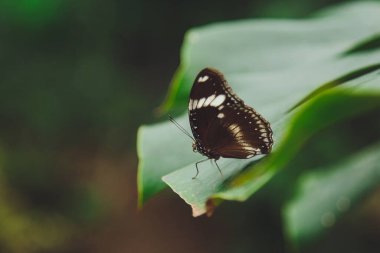 Güzel bir kelebek bir çiçeğin üzerinde oturur