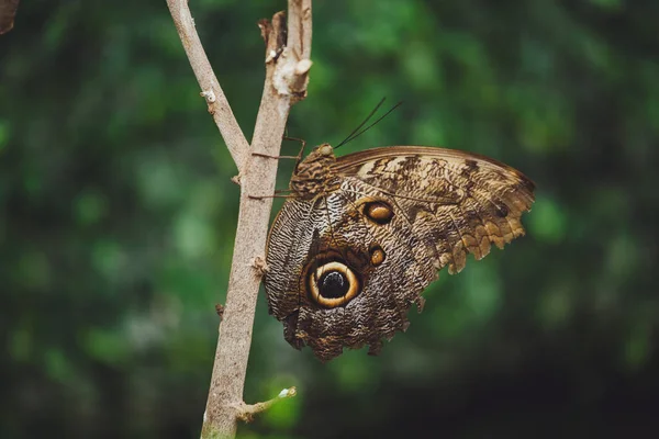 Красивая Бабочка Сидит Цветке — стоковое фото