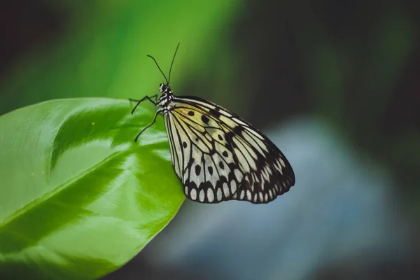 Una Hermosa Mariposa Sienta Una Flor —  Fotos de Stock