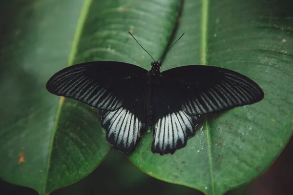 Beau Papillon Est Assis Sur Une Fleur — Photo