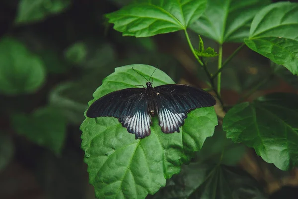 Μια Όμορφη Πεταλούδα Κάθεται Ένα Λουλούδι — Φωτογραφία Αρχείου