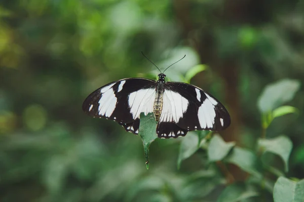 Una Hermosa Mariposa Sienta Una Flor —  Fotos de Stock