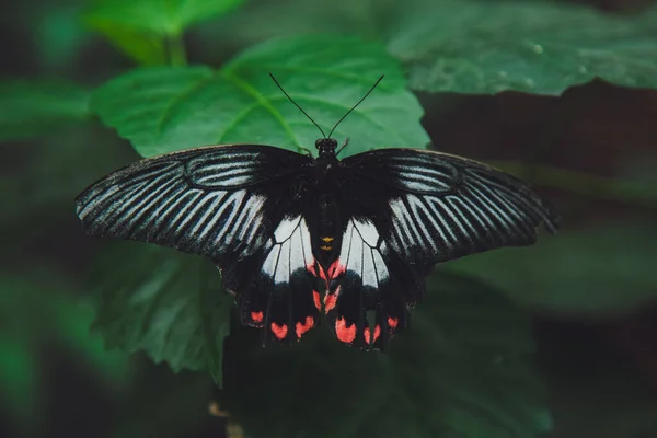 Beau Papillon Est Assis Sur Une Fleur — Photo