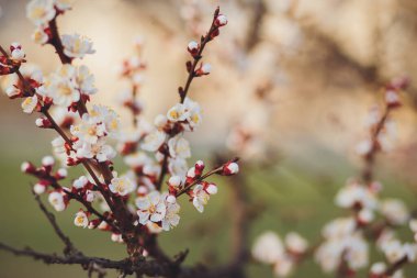 Doğanın güzel çiçekli ve soyut arka planı. Çiçek açan kayısı makrosu dalları hafif açık mavi gökyüzü arka planına odaklanmış. Kopya alanı olan Paskalya ve bahar tebrik kartları için