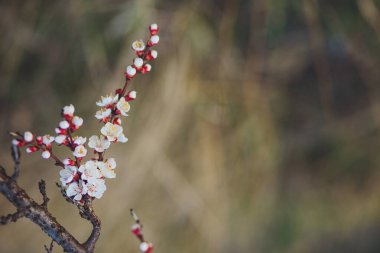 Doğanın güzel çiçekli ve soyut arka planı. Çiçek açan kayısı makrosu dalları hafif açık mavi gökyüzü arka planına odaklanmış. Kopya alanı olan Paskalya ve bahar tebrik kartları için