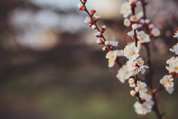 Piękny Kwiatowy Wiosna Abstrakcyjny Tło Przyroda Gałęzie Kwitnącego Makra Morelowego — Zdjęcie stockowe