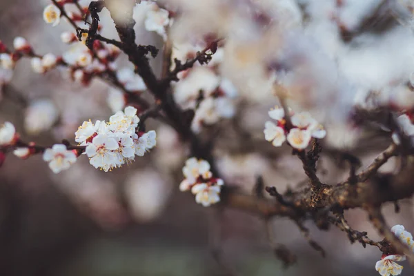 Beautiful Floral Spring Abstract Background Nature Branches Blossoming Apricot Macro — Stock Photo, Image