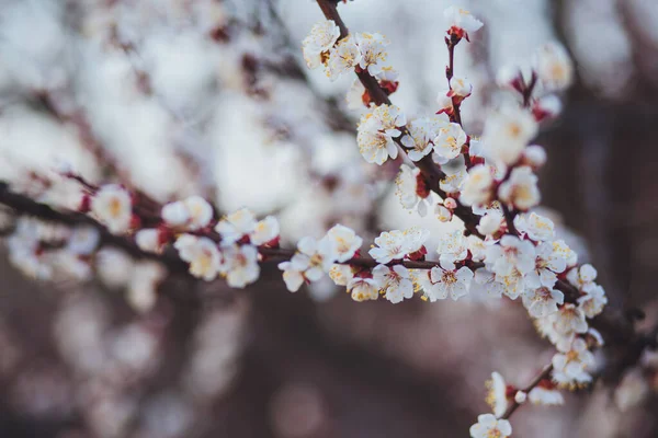 Vacker Blommig Våren Abstrakt Bakgrund Naturen Filialer Blommande Aprikos Makro — Stockfoto