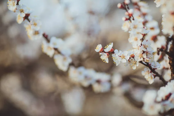 Hermoso Fondo Abstracto Primavera Floral Naturaleza Ramas Macro Albaricoque Floreciente — Foto de Stock