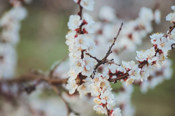 Kaunis Kukka Kevät Abstrakti Tausta Luonnon Oksat Kukkiva Aprikoosi Makro — kuvapankkivalokuva