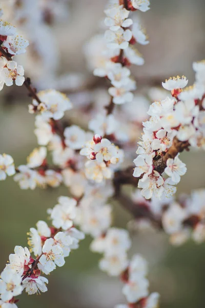 Schöne Blumen Frühling Abstrakten Hintergrund Der Natur Zweige Des Blühenden — Stockfoto